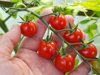 Tomatoes growing in red hand