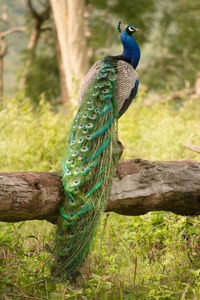 Peacock on a field