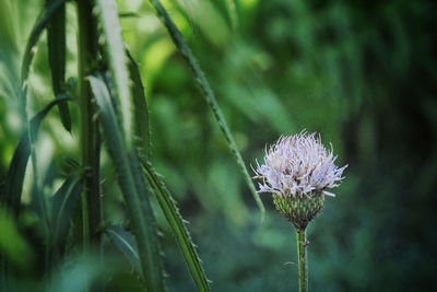 Close-up of purple flowering plant