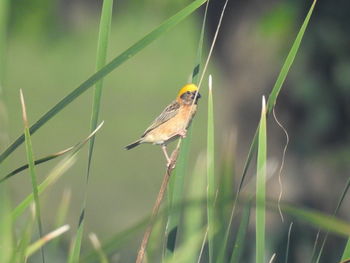 Close-up of bird perching on grass