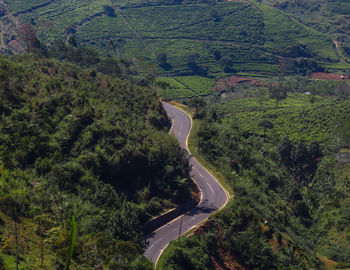 High angle view of road amidst trees