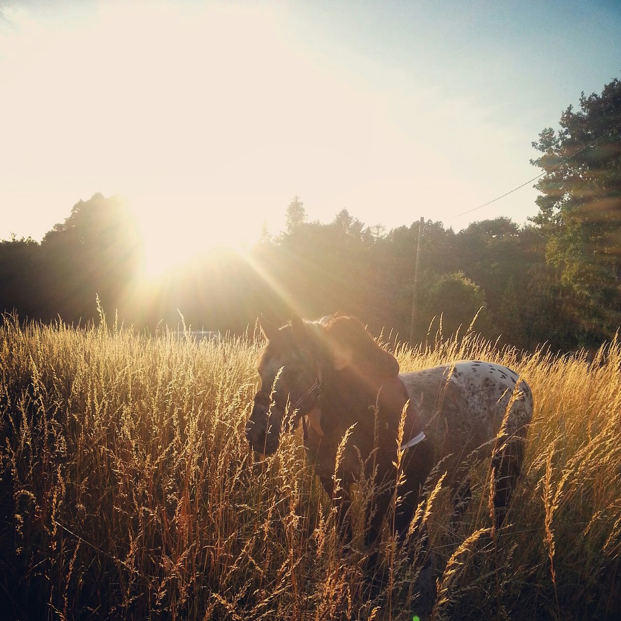 sun, sunbeam, sunlight, lens flare, tranquil scene, tranquility, beauty in nature, bright, nature, scenics, sunny, tree, sky, growth, clear sky, water, field, sunset, landscape, idyllic