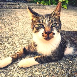 Portrait of cat lying on tiled floor