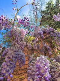 Purple flowers blooming on tree