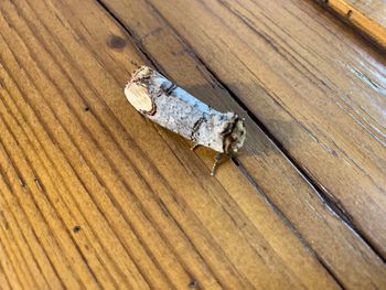 High angle view of insect on wood