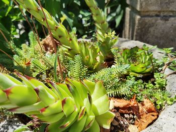 High angle view of succulent plant