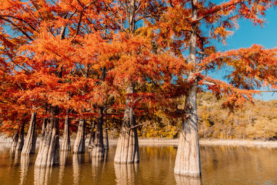 Scenic view of lake