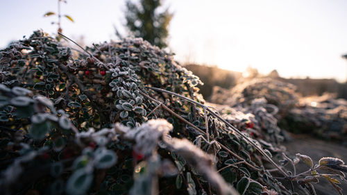 Close-up of lichen on field against clear sky