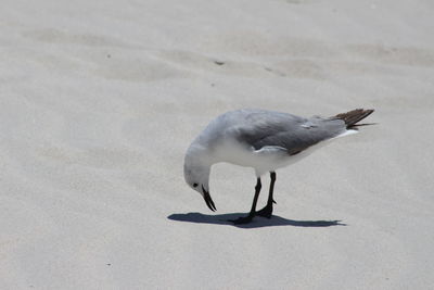 Seagull on shore