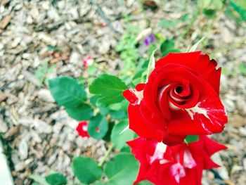 Close-up of red rose