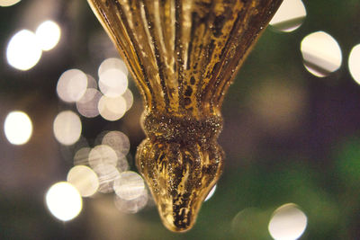 Close-up of illuminated plants