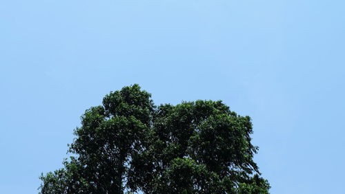 Low angle view of tree against blue sky