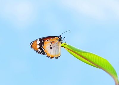 Butterfly on leaf