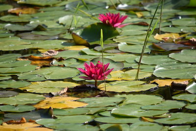 Pink lotus water lily in lake