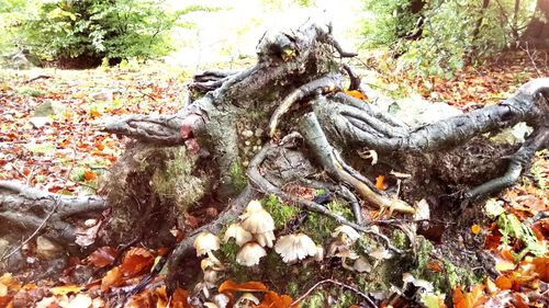 View of tree trunk in forest