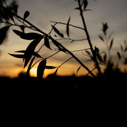 Close-up of silhouette plant against sky at sunset