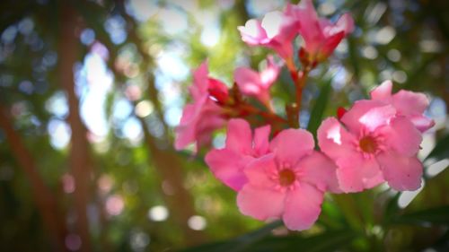 Close-up of pink flowering plant