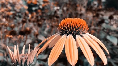 Close-up of coneflowers blooming outdoors