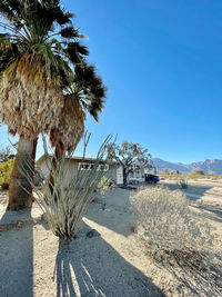 Palm tree by road against clear blue sky