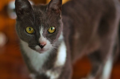 Close-up portrait of tabby cat