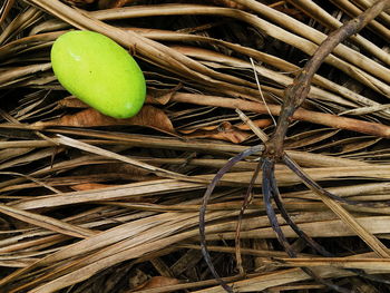Close-up of green leaf
