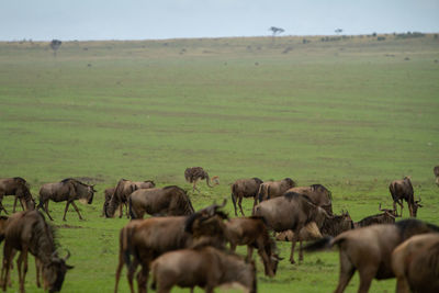 Bird behind herd of wildebeest 