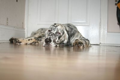 Dog sleeping on the ground