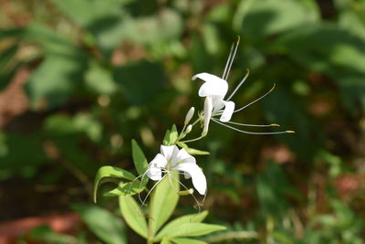 Close-up of white flowering plant