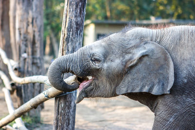 Side view of elephant calf eating bamboo on field