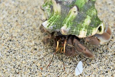 Close-up of lizard on the beach