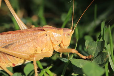 Close-up of insect on leaf