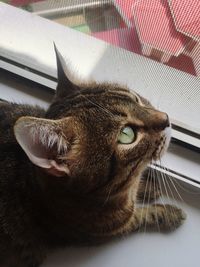 Close-up of cat lying down