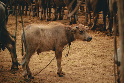 Side view of calf standing on field in farm