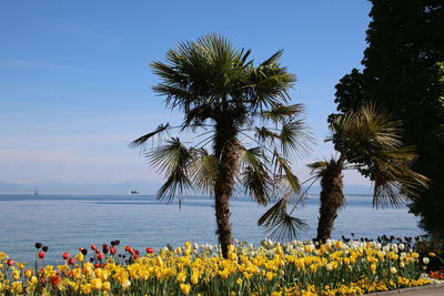 Scenic view of sea and palm trees against sky