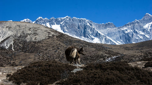 View of an animal on snowcapped mountain