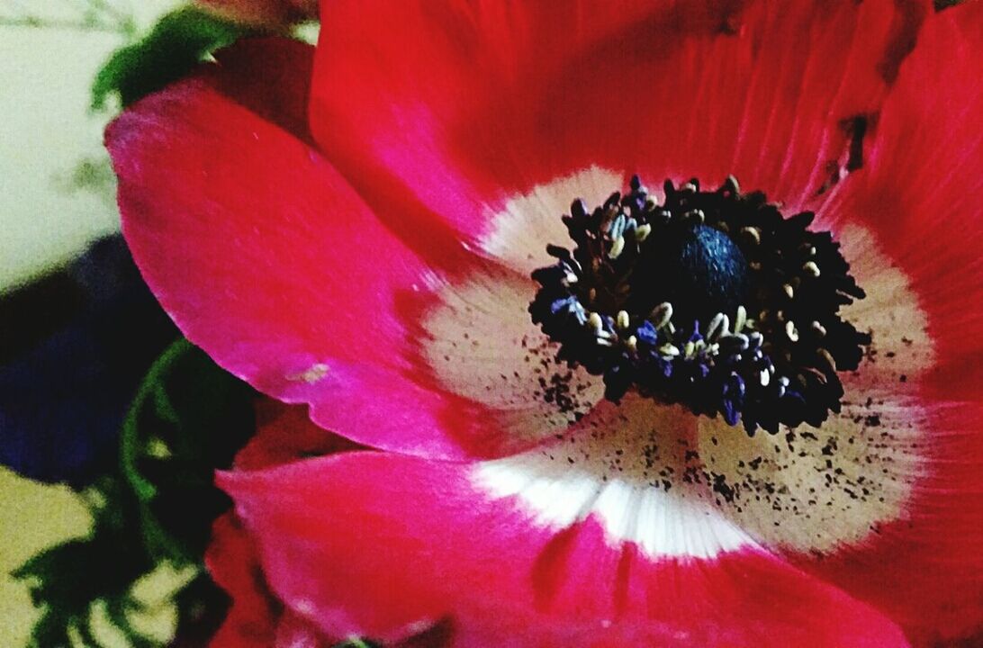 flower, petal, flower head, freshness, single flower, fragility, pollen, growth, red, beauty in nature, close-up, stamen, nature, blooming, plant, extreme close-up, in bloom, macro, botany, selective focus