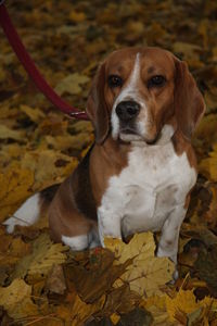 Portrait of dog sitting on autumn leaves