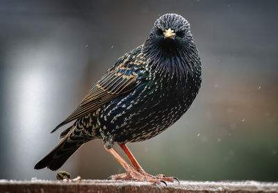 Close-up of bird