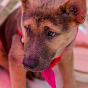 Close-up portrait of dog