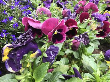 Close-up of purple flowers blooming outdoors