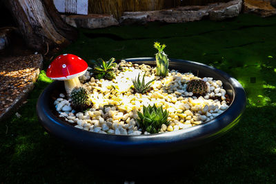 High angle view of chopped fruits in bowl