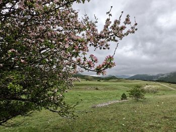 Scenic view of flowering trees on field against sky