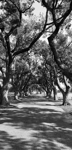 Trees by road in park