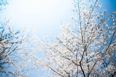 Low angle view of tree against clear sky