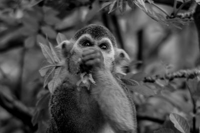 Close-up of monkey sitting on tree