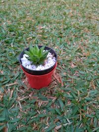 High angle view of potted plant on field