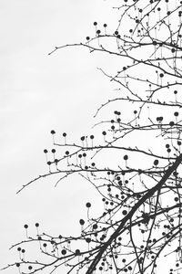 Low angle view of bird on branch against sky