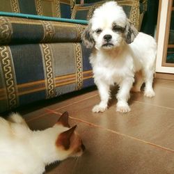 Close-up of dog sitting at home