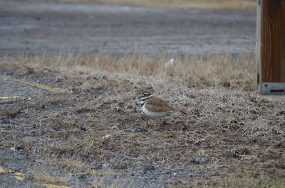 Upclose and personal with foraging killdeer 