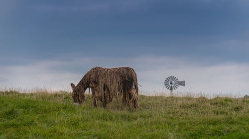 Baudet du poitou donkey and windmill in the michigan countryside - michigan - usa